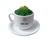 Coffee cup and saucer Set with Artificial Succulent plant-Free personalization